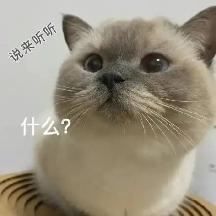  表情包煤老板暹罗猫系列