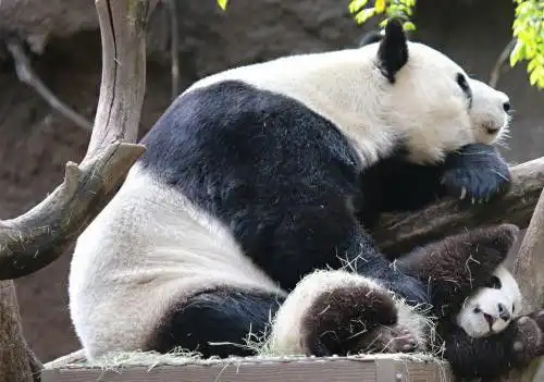  老虎和狮子为什么都不敢攻击大熊猫当你看到熊猫生气,就明白了