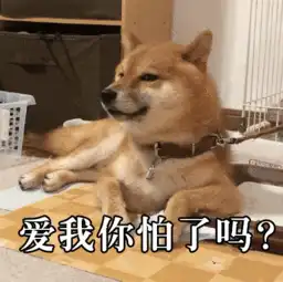  我才是汪界表情包的始祖,哈士奇你也得服