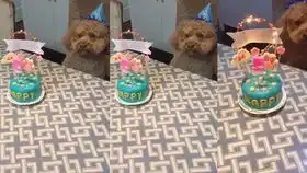  沙雕狗子表情包完