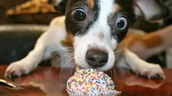  哈士奇三五成群开始祸乱家里,首先要狼嚎一番以壮声势