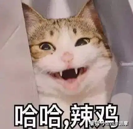 猫咪的叫声千奇百怪,铲屎官能读懂几个 猫咪的叫声千奇百怪,铲屎官能读懂几个