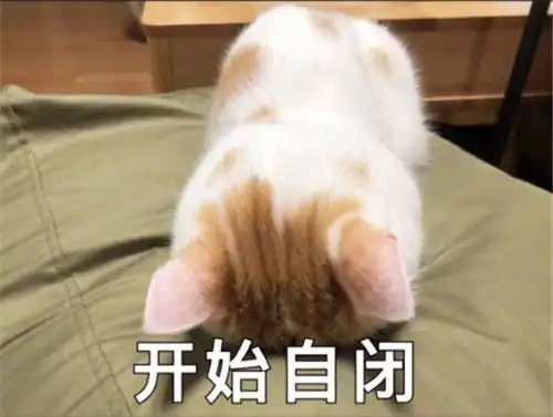 特别会生气的表情包反抗