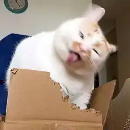  啃箱子的猫表情包搜狐搞笑搜狐网