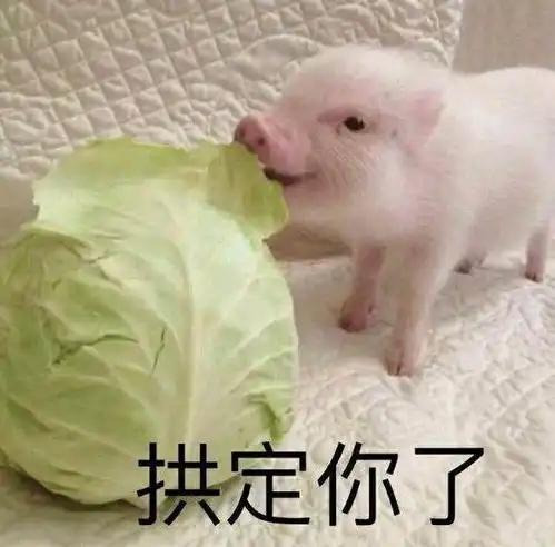  撩小姐姐表情包猪猪系列把手慢慢交给我,放下心中的困惑