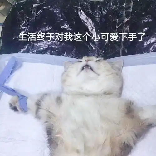  如何用表情包动态图片影响生动的表达练腿日后三天的感受