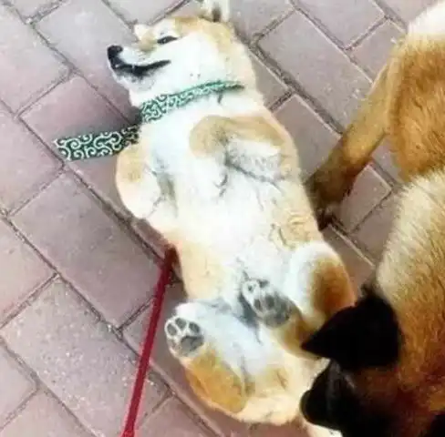  柴犬遇到凶猛狗狗,竟立马躺地装尸体,铲屎官丢尽狗脸