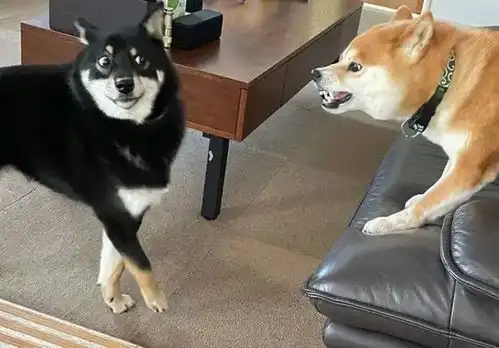  狗与狗之间不一样,拿出吃的和俩狗炫耀,柴犬的反应截然不同反差好大