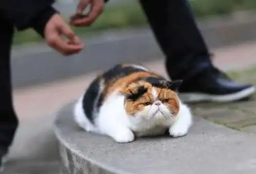  养猫的5个错误行为,不利于健康,还会让猫咪变得不乖