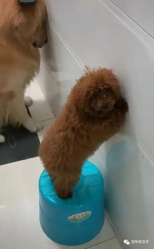  养金毛犬以后1年多没穿过完整的拖鞋了看见尸体堆笑尿了
