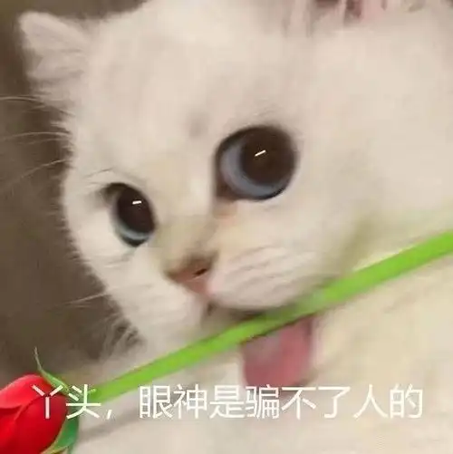 担心表情包猫咪好说话
