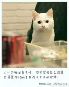 有知道这个猫咪是什么品种的,价格是多少的吗谢谢亲们