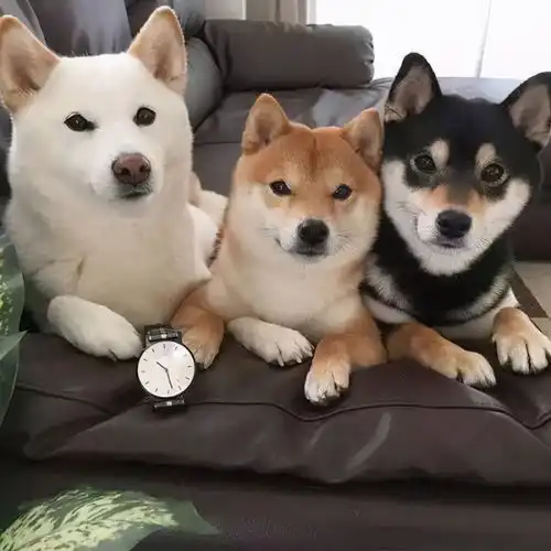  最会窝里横的六种狗狗,希望你家没有出现