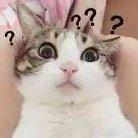 小猫唱歌表情包