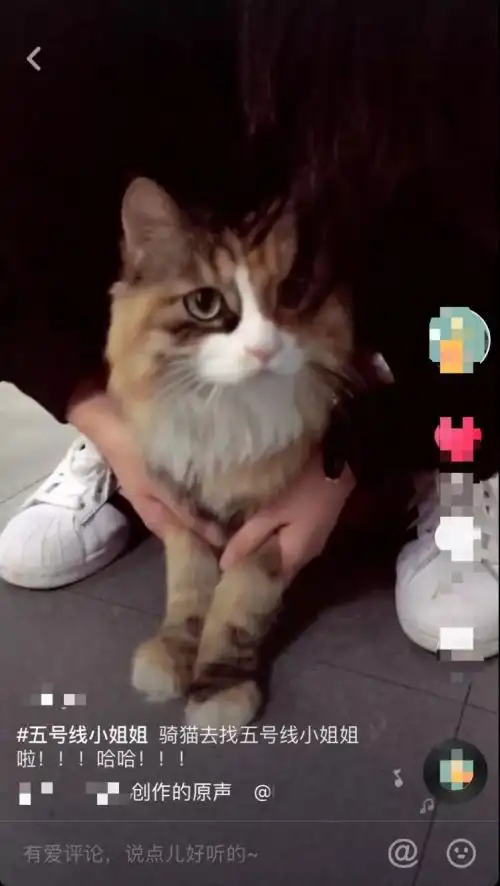 加菲猫表情包小视频美文