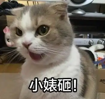  我家的猫脾气差又不听话,怎么办