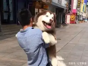  看见别的狗狗被抱着,百斤阿拉斯加也要抱抱,下一秒主人表情亮了
