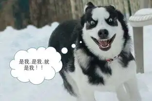 哈士奇表情包动图微笑狗