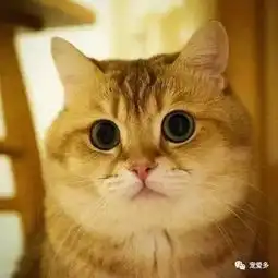 喵咪ins上有一只叫做hosico的小肥猫,真的太可爱啦