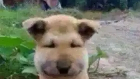  fl新手自制的电音是怎样的