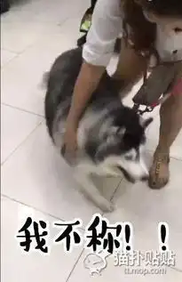  一只胖狗狗死都不愿意称体重的视频被网友做成了表情包