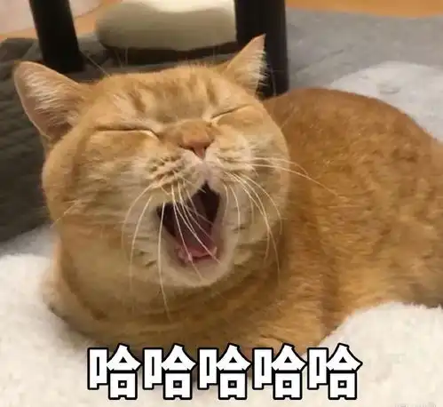  猫咪表情包干啥啥不行,睡觉第一名养猫