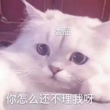 担心表情包猫咪我们和好