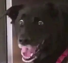 目瞪口呆狗头表情