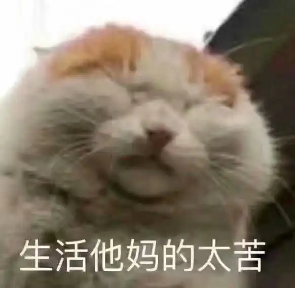  大家都有哪些沙雕猫的表情包哇
