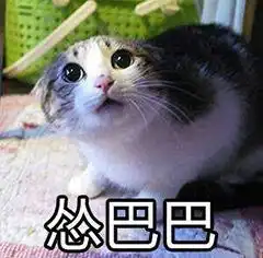  猫猫怂表情包