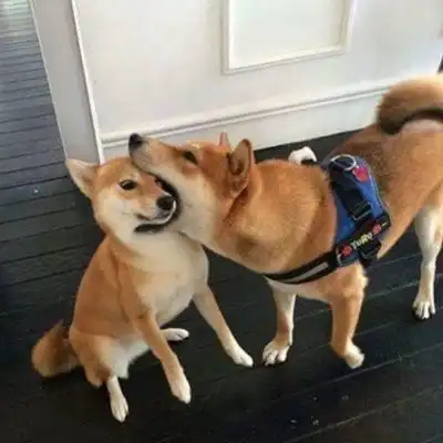 柴犬斜视表情包表情包