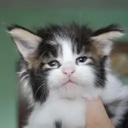  缅因猫天生臭脸,皱眉头表情超有戏,被封人脸猫