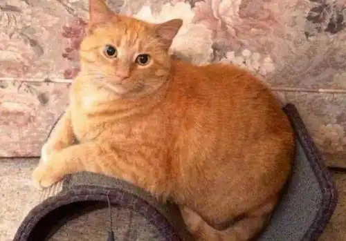  主人晒鱼干,橘猫背着主人偷鱼,看着这偷鱼的姿势笑喷了