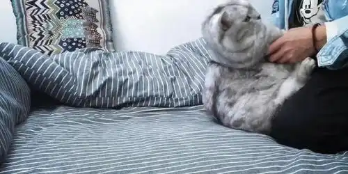  主人回家就对猫咪一顿狂吸,猫咪眼神绝望