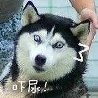 二哈搞笑表情图片表情包