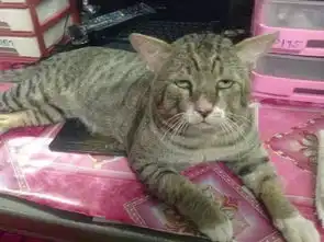  网友拍下家里两只猫咪打架的画面,第一张就很辣眼睛