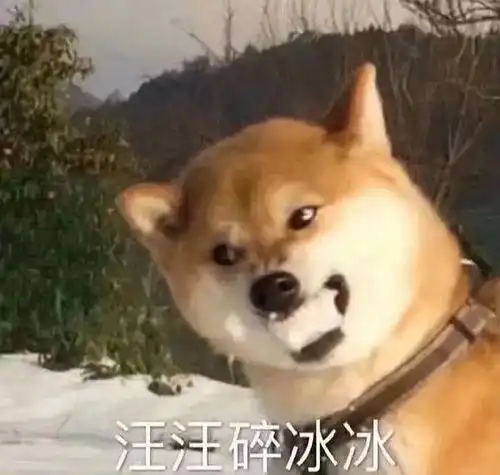 嫌弃我傻了吧唧表情包猫狗
