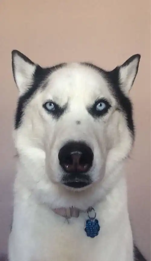  二哈生了一窝孩子,主人却发现两只小二哈秃顶了