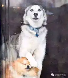  千万不要随便和二哈拍合照...