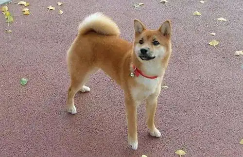  柴犬吃什么催个子,柴犬催个子吃啥
