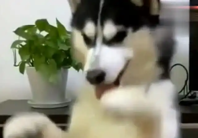  二哈,你是在嫌弃主人的臭脚吗这表情也太搞笑了