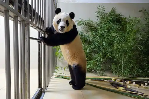  一饱眼福大熊猫福宝正式亮相
