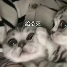  可爱沙雕表情包丨你的小宝贝不在,你爹在