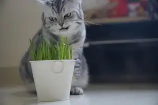  猫咪的这一下好突然,真的吓到我了7