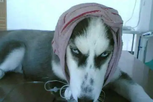  你真的了解哈士奇吗