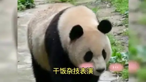 熊猫和花的小同学艾玖,同润月二狗同一 熊猫和花的小同学艾玖,同润月二狗同一