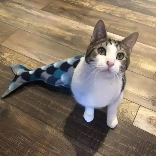 当沙雕猫咪表情包变成了小清新水彩画 当沙雕猫咪表情包变成了小清新水彩画