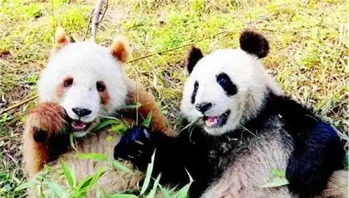 我国秦岭地区出现新神兽,全世界仅此一只,令各国羡慕不已 我国秦岭地区出现新神兽,全世界仅此一只,令各国羡慕不已