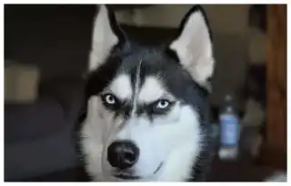  哈士奇在农村偏僻处生活,有人经过时,它的欢迎动作有商场风