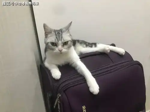 问对方在干嘛的表情包猫